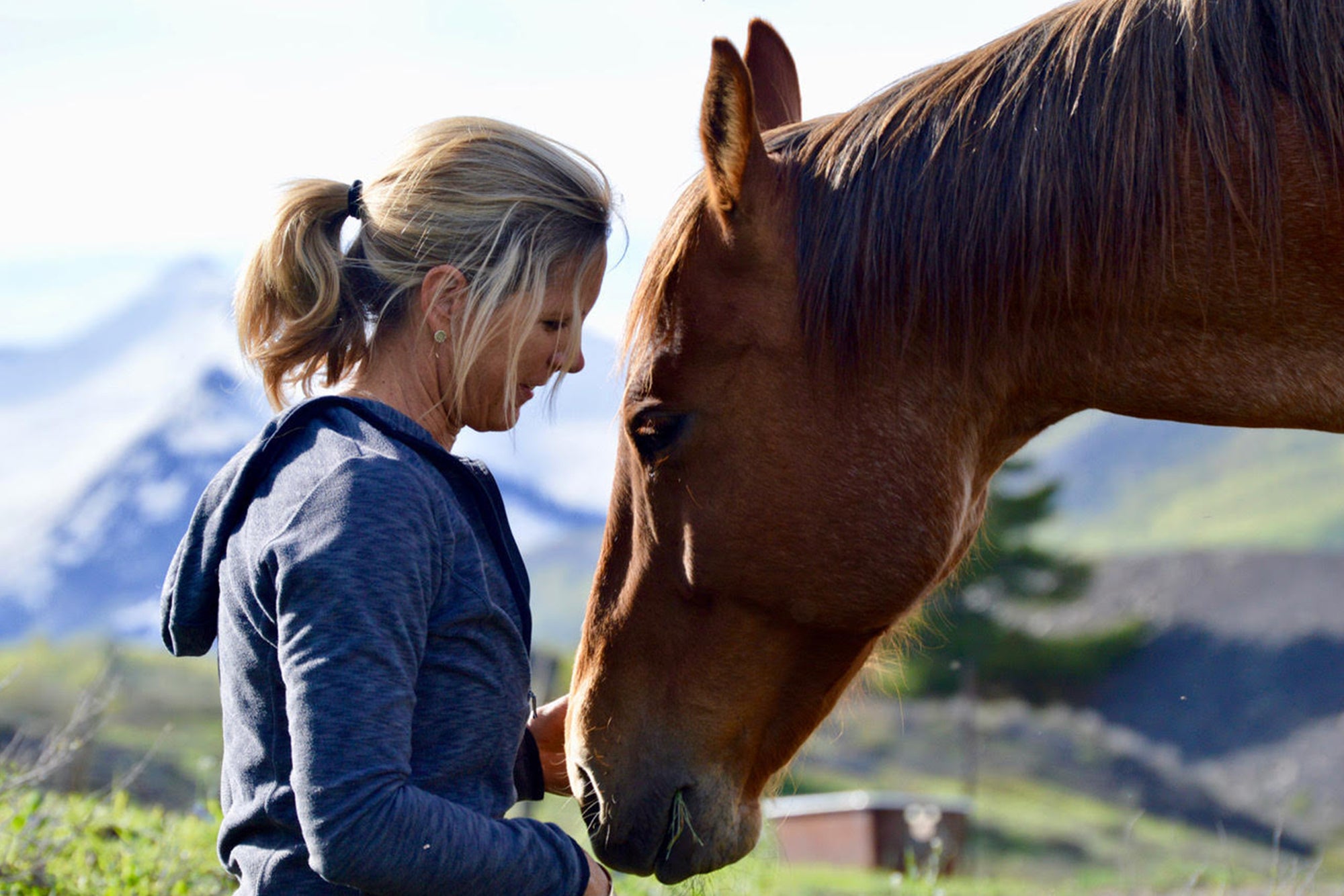 Life Coaching with the Horses of Gunnison County